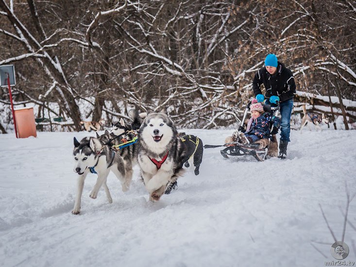 Фото: http://www.huskypark.ru/