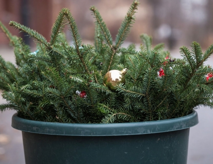 Что делать с елкой после Нового года - Вызов Деда Мороза и Снегурочки 2025-2026